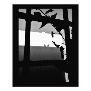 Pigeon Shadows Photo Print