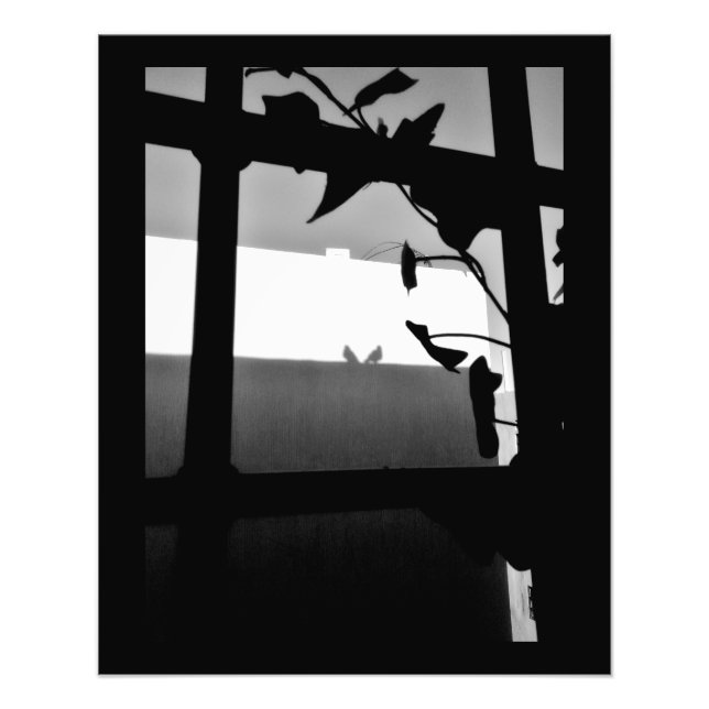 Pigeon Shadows Photo Print (Front)