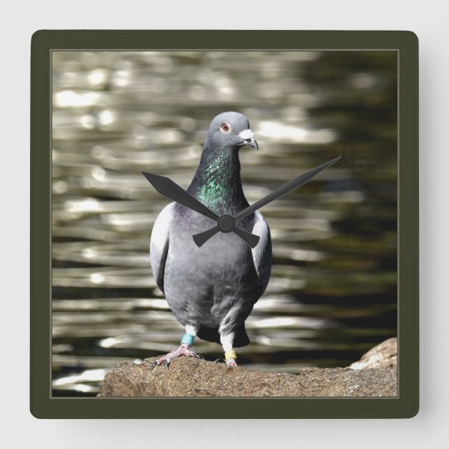 Pigeon Square Wall Clock (Front)