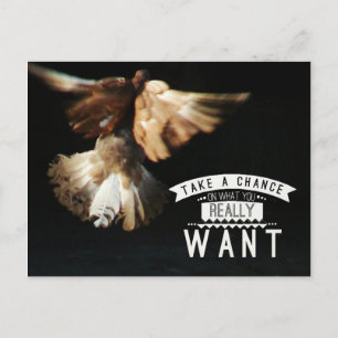 Pigeon Take A Chance Postcard
