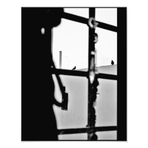 Pigeon View Photo Print