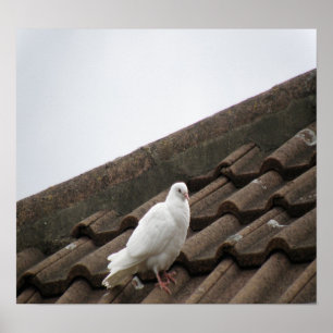 Pigeons 36 poster