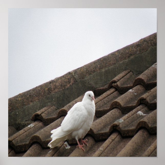 Pigeons 36 poster (Front)