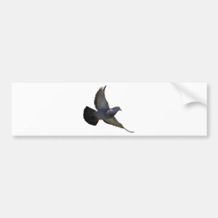 Pigeons Bumper Sticker