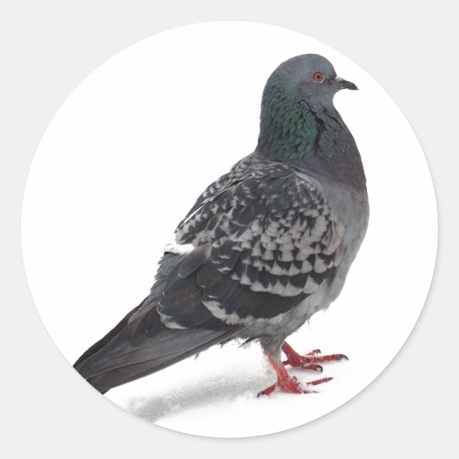 Pigeons Classic Round Sticker (Front)