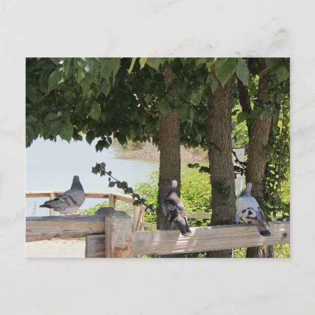 Pigeons Enjoying a View Postcard (Front)