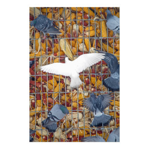 Pigeons Get the Corn Photo Print