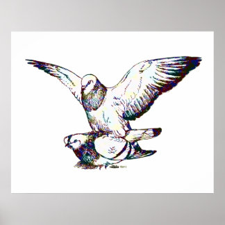 Pigeons Mating Poster