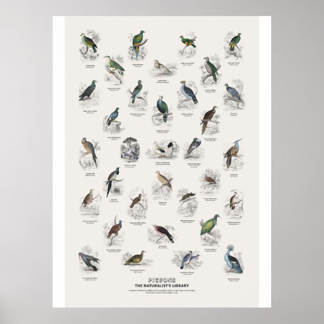 Pigeons - Naturalist's Library Poster (Front)