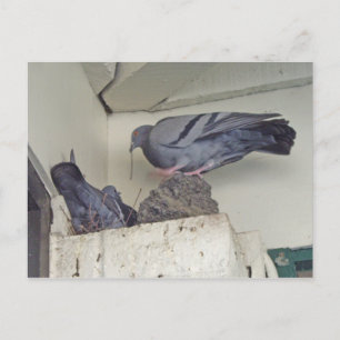 Pigeons nesting - Postcard