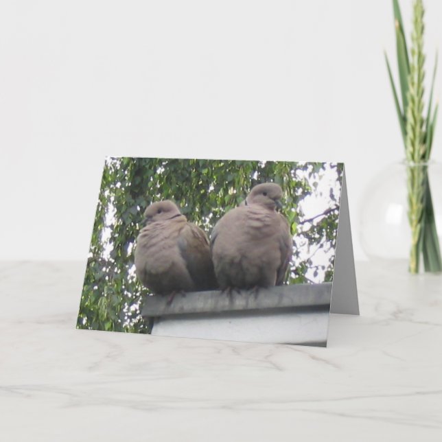 Pigeons postcard (Front)