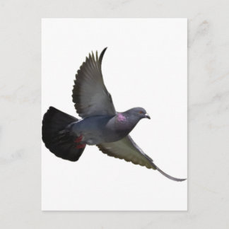 Pigeons Postcard