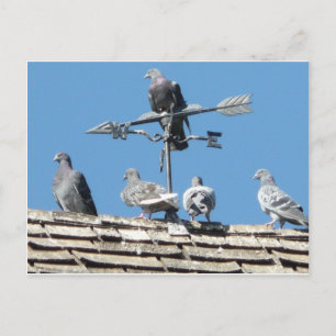 pigeons postcard