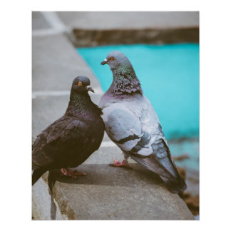 Pigeons Poster
