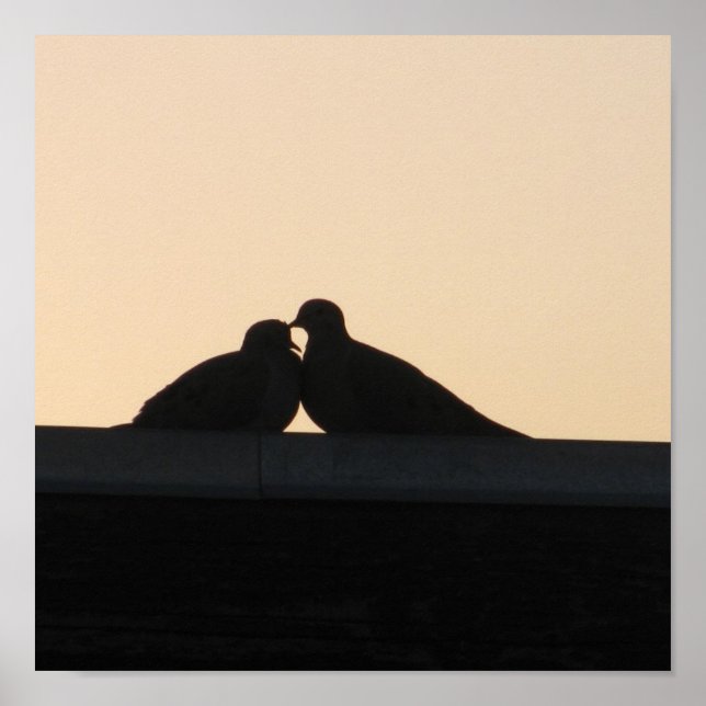 Pigeons Poster (Front)