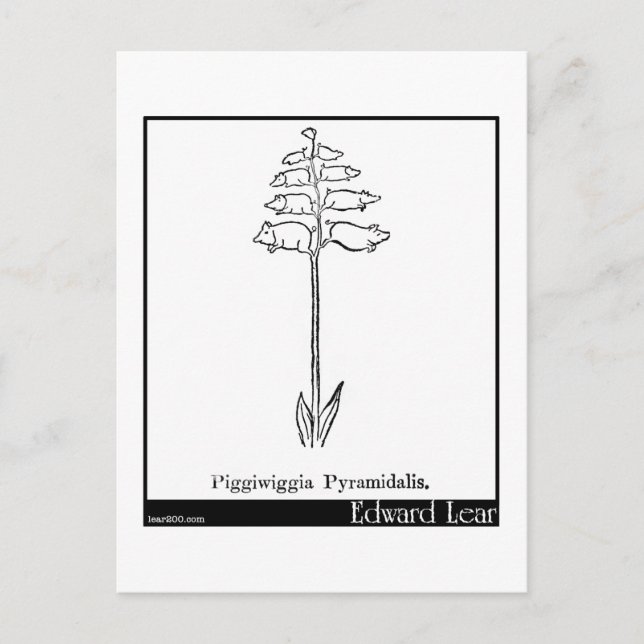 Piggiwiggia Pyramidalis. Postcard (Front)