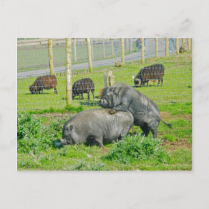 Piggy Back Ride Postcard