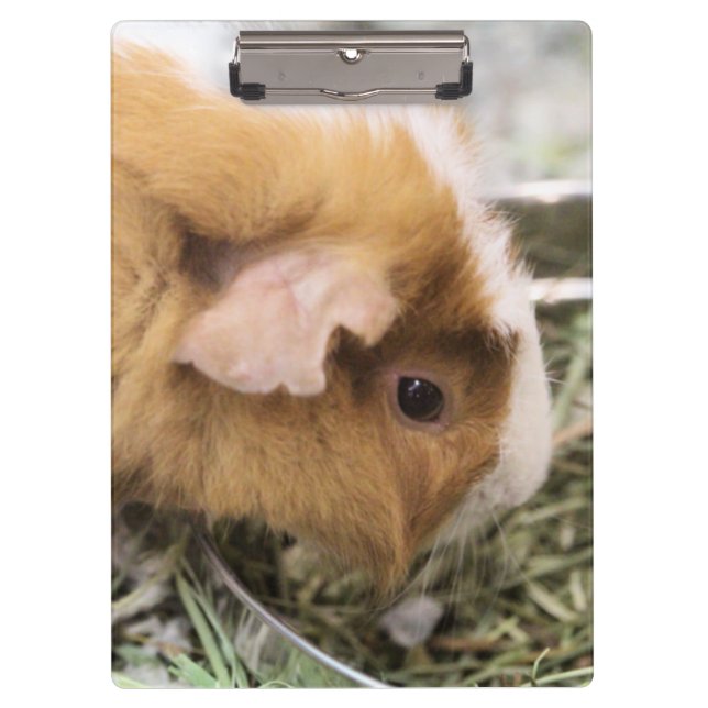 Piggy  clipboard (Front)