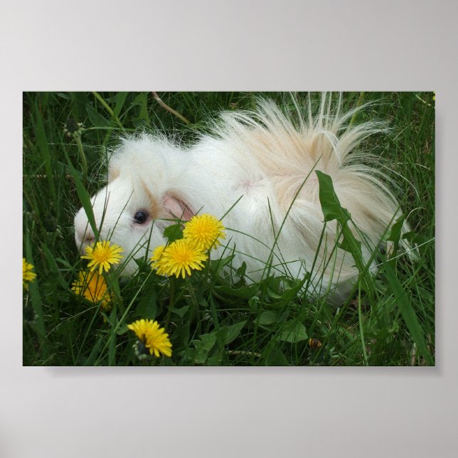 Piggy in dandelions poster (Front)