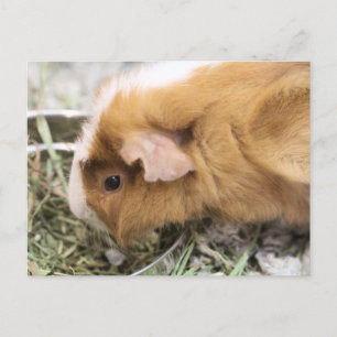 Piggy Postcard