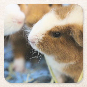Piggy Square Paper Coaster