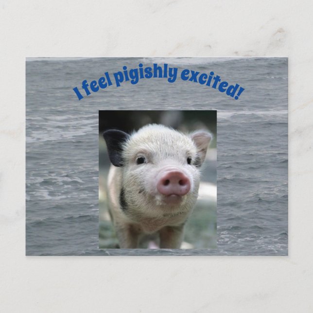 Pigish Postcard (Front)
