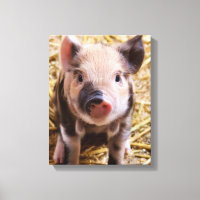 Piglet