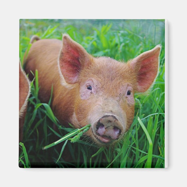 piglet chewing grass magnet (Front)