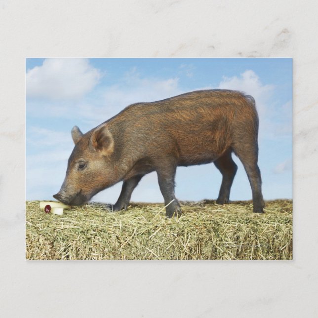 Piglet Eating Postcard (Front)