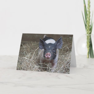 Piglet in straw card