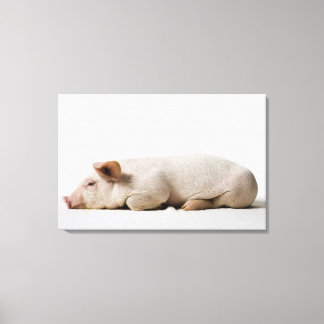 Piglet Lying Down Profile Canvas Print