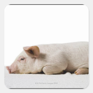 Piglet Lying Down Profile Square Sticker