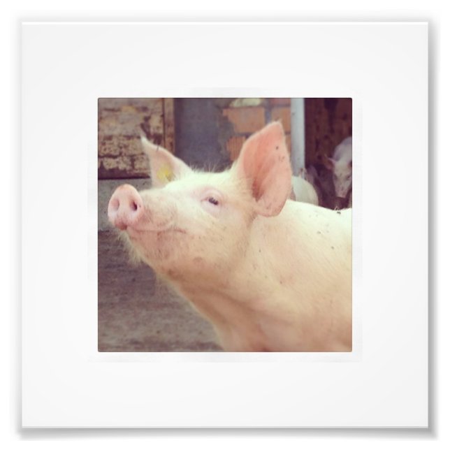 Piglet Photography Photo Print (Front)