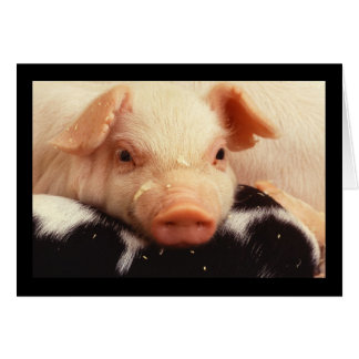 Piglet Pig Adorable Face Snout