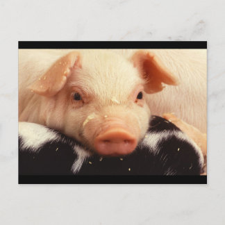 Piglet Pig Adorable Face Snout Postcard