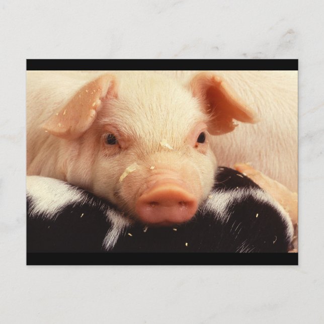 Piglet Pig Adorable Face Snout Postcard (Front)