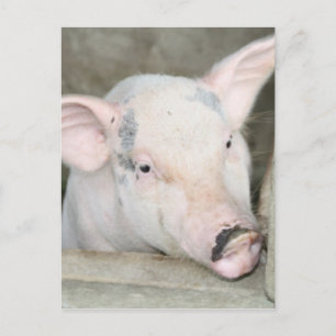 Piglet Postcard