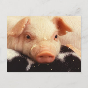 Piglet Postcard