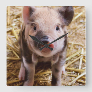 Piglet Square Wall Clock