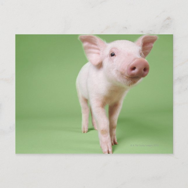 Piglet Standing Postcard (Front)