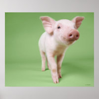 Piglet Standing
