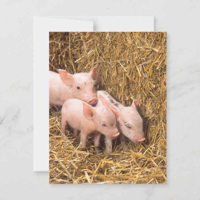 Piglets (Front)