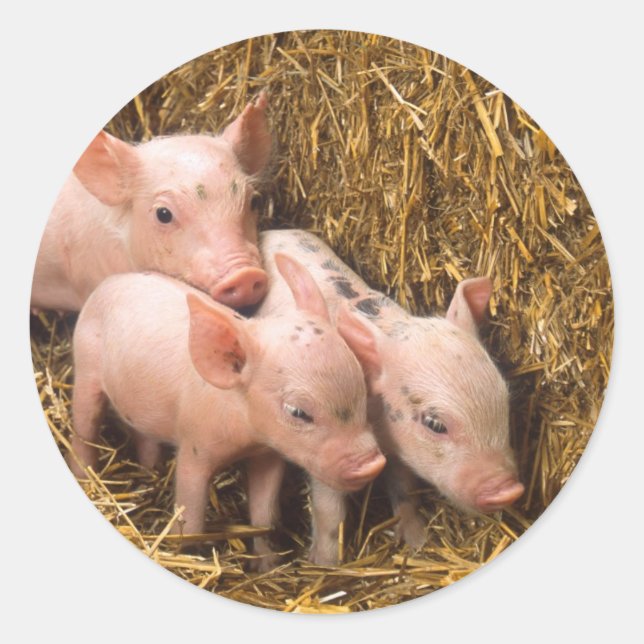 Piglets Classic Round Sticker (Front)