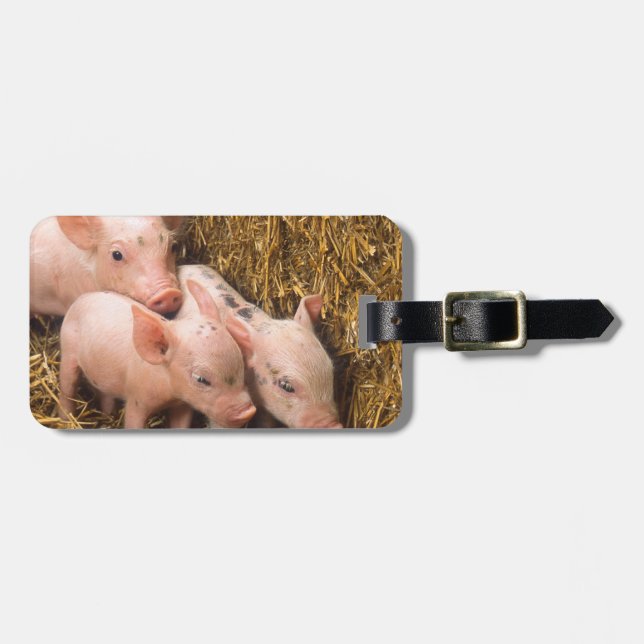 Piglets Luggage Tag (Front Horizontal)