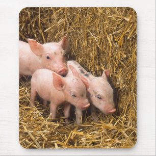 Piglets Mouse Pad