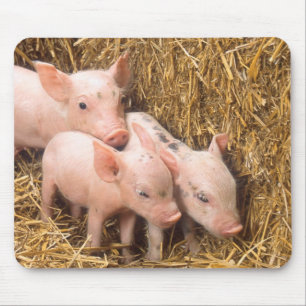 Piglets Mouse Pad