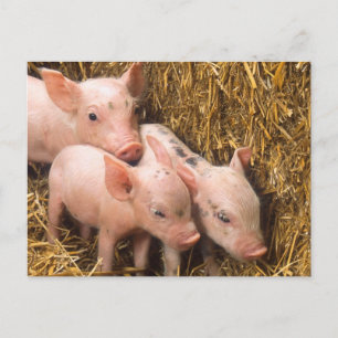 Piglets Postcard