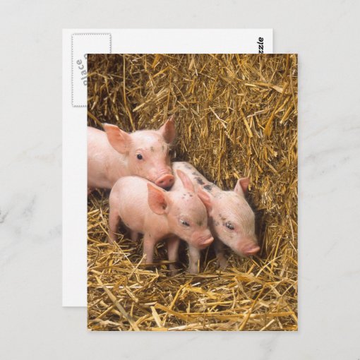 Piglets Postcard Zazzle.co.nz