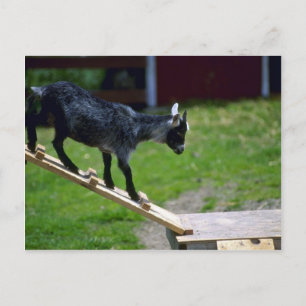 Pigmy Goat Postcard