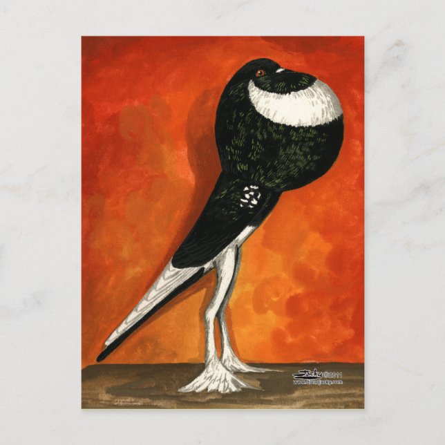 Pigmy Pouter Pigeon Black Pied Postcard (Front)